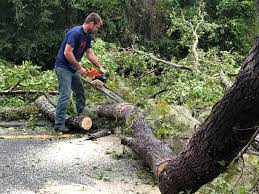 Best Commercial Tree Removal  in Grandyle Village, NY