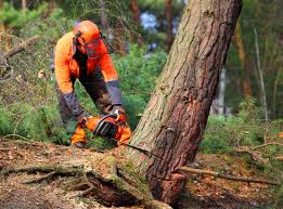 Best Tree Disease Treatment  in Grandyle Village, NY