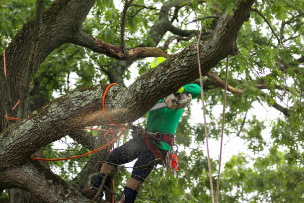 Best Root Management and Removal  in Grandyle Village, NY