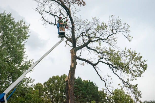 Best Storm Damage Tree Cleanup  in Grandyle Village, NY