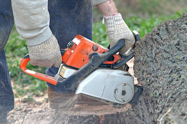 How Our Tree Care Process Works  in  Grandyle Village, NY