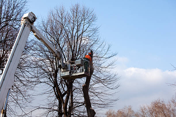 Best Arborist Consultation Services  in Grandyle Village, NY